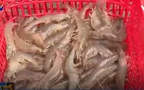 Ứng dụng công nghệ sinh học để nuôi tôm sạch