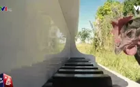 Dạy gà... chơi đàn piano tại Pháp