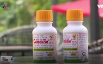 Hoa quả tươi lâu nhờ... thuốc bảo vệ thực vật chỉ 25.000 đồng