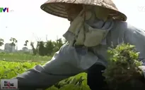 Nông sản sạch loay hoay với đầu ra tiêu thụ