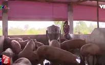 Đồng Nai: Các hộ chăn nuôi ô nhiễm sẽ bị cắt điện