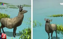 Biểu tượng của Lễ Giáng sinh "gặp khó" vì biến đổi khí hậu