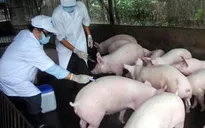 Dịch heo tai xanh bùng phát ở Hậu Giang do người dân chủ quan