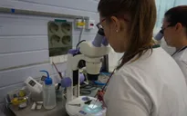 Ấn Độ phát triển vaccine phòng Zika