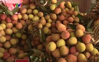Vải thiều Bắc Giang sôi động, được giá ngay từ đầu vụ