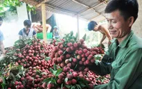 Mở rộng thị trường xuất khẩu cho vải thiều Việt Nam