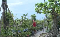 Hàng nghìn hộ thoát nghèo nhờ nguồn vốn ưu đãi
