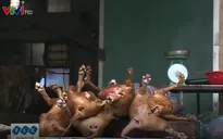 Cơ quan chức năng "bối rối" khi kiểm tra chất lượng thịt chó