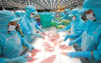 Mỹ lùi thời hạn công bố kết quả chống bán phá giá cá tra Việt Nam