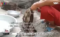 Cảnh giác mầm bệnh lây lan từ "đặc sản" thịt chuột