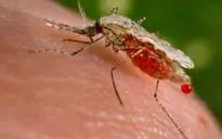 Brazil xác nhận trường hợp lây nhiễm virus Zika qua truyền máu