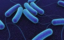 Dụng cụ phát hiện nhanh vi khuẩn E.coli trong nước