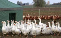Xuất hiện virus cúm gia cầm H5N8 ở Anh