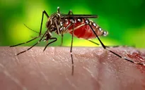 WHO cảnh báo nguy cơ Zika lan rộng tại châu Á - Thái Bình Dương