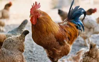 Bộ Nông nghiệp chỉ đạo ngăn chặn virus A/H7N9 xâm nhập vào Việt Nam