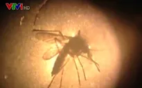 Bộ Y tế nâng mức cảnh báo phòng chống dịch bệnh do virus Zika
