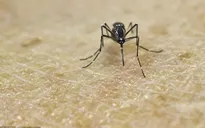 WHO khuyến cáo an toàn tình dục nhằm phòng ngừa Zika