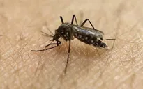 Mỹ triệu tập hội nghị phòng chống virus Zika