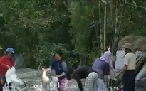 Thịt vịt - Món ăn hàng đầu tại miền Trung trong ngày Tết Đoan ngọ