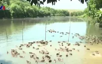 Thu tiền tỷ nhờ nuôi vịt trời