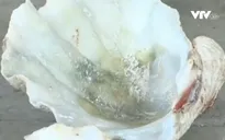 Trung Quốc bắt lượng hàng buôn lậu quy mô lớn
