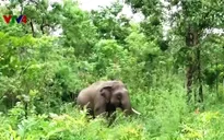 “Không khoan nhượng với tội phạm liên quan đến động vật hoang dã”