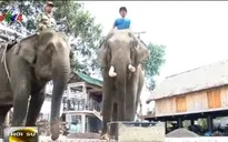Độc đáo cà phê voi