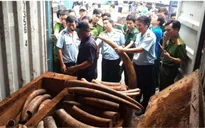 Xem xét khởi tố vụ vận chuyển trái phép 2 tấn ngà voi