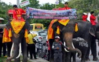 Thái Lan: Đưa voi đi phát tờ rơi trưng cầu ý dân