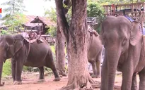Đăk Lăk: Hỗ trợ đàn voi nhà sinh sản
