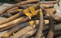 Buôn bán động, thực vật hoang dã tại Việt Nam ngày càng tinh vi