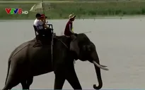 Những con voi còn lại cuối cùng ở Tây Nguyên
