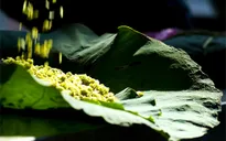 Mùa của cốm Làng Vòng Hà Nội