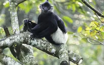 Hy vọng mới cho bảo tồn voọc mông trắng