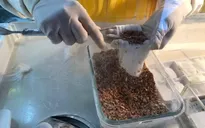 Thưởng thức món bánh tráng miệng làm từ sợi mật ong