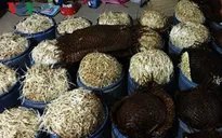 Bắt cơ sở sản xuất giá đỗ dùng hóa chất kích thích ở Đồng Nai