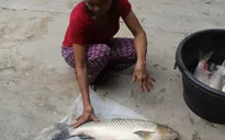 Nghệ An: Cá lồng chết hàng loạt do khí độc