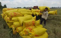 Bình Định: Giá lúa tăng, nông dân không có lúa để bán