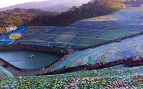 4 triệu chai nhựa phế liệu được dựng thành tranh Van Gogh