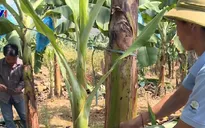 Hiệu quả tích cực từ mô hình kết nghĩa bảo vệ biên giới Việt - Trung