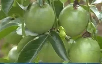 Đăk Nông: Trồng chanh dây cho thu nhập cao