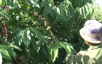 Hơn 120.000 ha cà phê, hồ tiêu bị ảnh hưởng do hạn hán