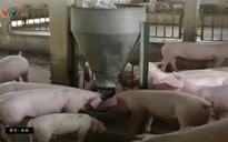 Không có chất cấm trong các mẫu xét nghiệm gia súc tại Đồng Nai