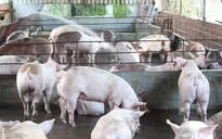 Người nuôi heo bị thương lái tẩy chay vì... không dùng chất cấm