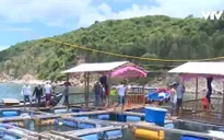 Sẽ cưỡng chế hộ nuôi tôm hùm trái phép ở Vũng Rô
