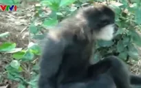 Thả cá thể vượn đen má trắng về tự nhiên