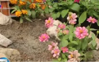 "Hô biến" bãi rác thành… vườn hoa