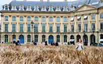 Cánh đồng lúa mì giữa thủ đô Paris hoa lệ