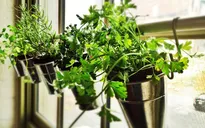Trồng rau gia vị tại nhà: Một công đôi việc