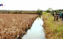 Không quy hoạch tốt, vựa lúa ĐBSCL có thể "bốc hơi"